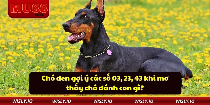 Chó đen gợi ý các số 03, 23, 43 khi mơ thấy chó đánh con gì?