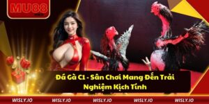 Đá Gà C1 - Sân Chơi Mang Đến Trải Nghiệm Kịch Tính