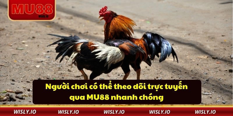 Người chơi có thể theo dõi trực tuyến qua MU88 nhanh chóng